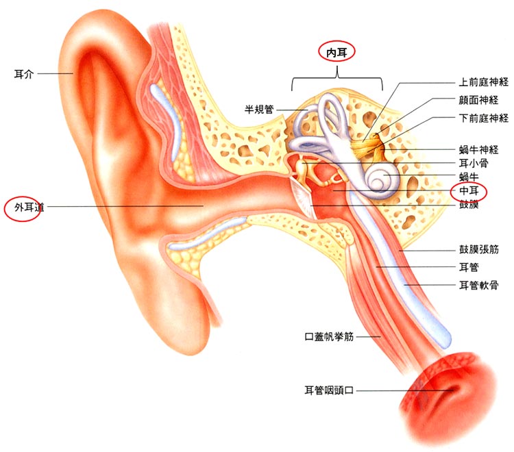 耳の構造