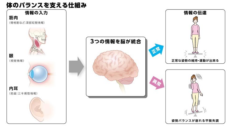 体のバランスを支える仕組み
